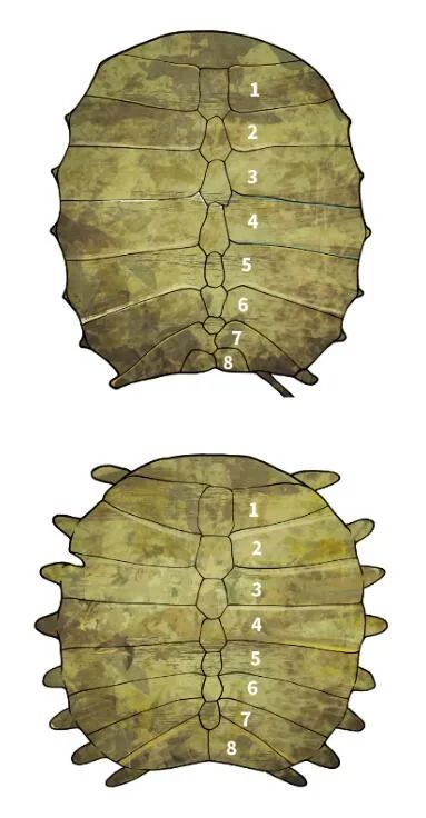 中国仅存的一只雌性斑鳖死亡,斑鳖为什么会灭绝了