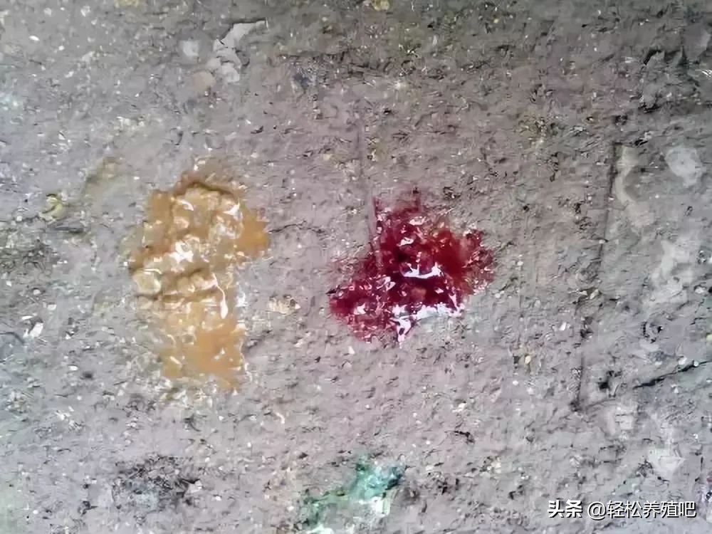 鸡肠炎久治不好怎么办,鸡球虫肠炎治疗视频