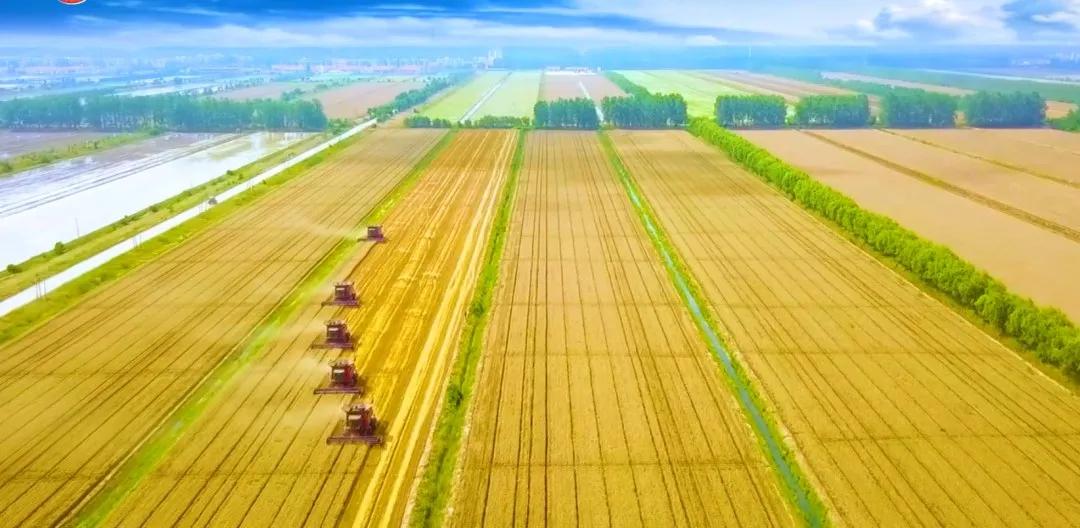 射阳现代化农业,围观现代化农村