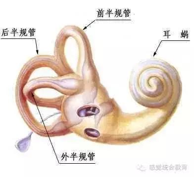 自闭症儿童前庭觉失调的表现,前庭觉失调怎么训练