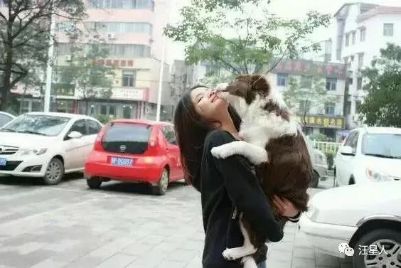 金毛训练抱腿,金毛抱住腿