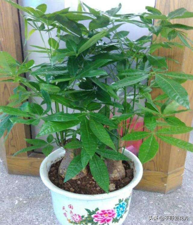 被冻伤花如何挽救,冬天冻不死的10种花