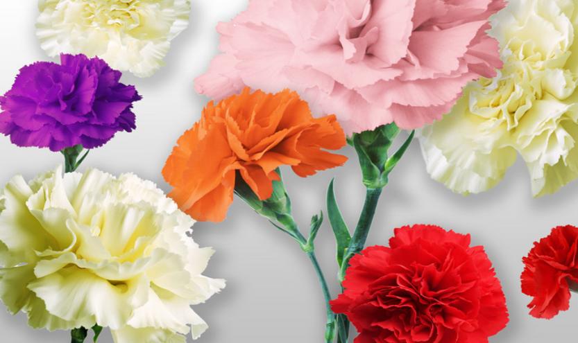 教师节儿童画康乃馨,八岁小孩画简单教师节的绘画