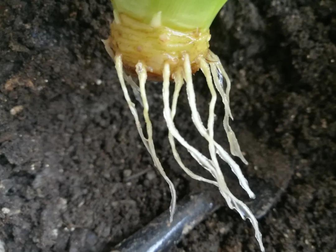 芒果核种芒果的过程,菠萝芒果核种植视频