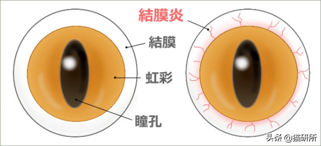 猫咪眼睛痒一直挠用什么眼药水,猫咪眼睛结膜炎怎么治疗