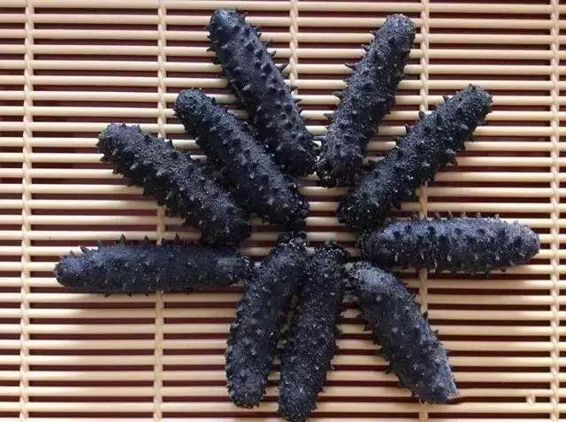 海参界最好的海参,海参物种科普