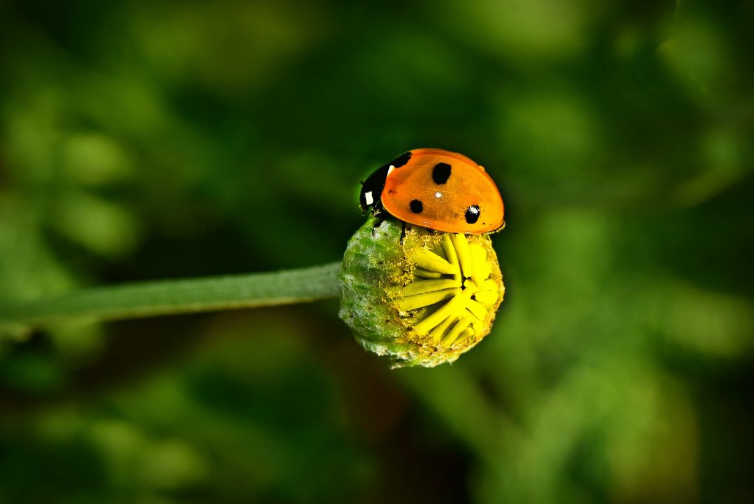 好看的鞘翅目昆虫图片,世界上最罕见的昆虫摄影