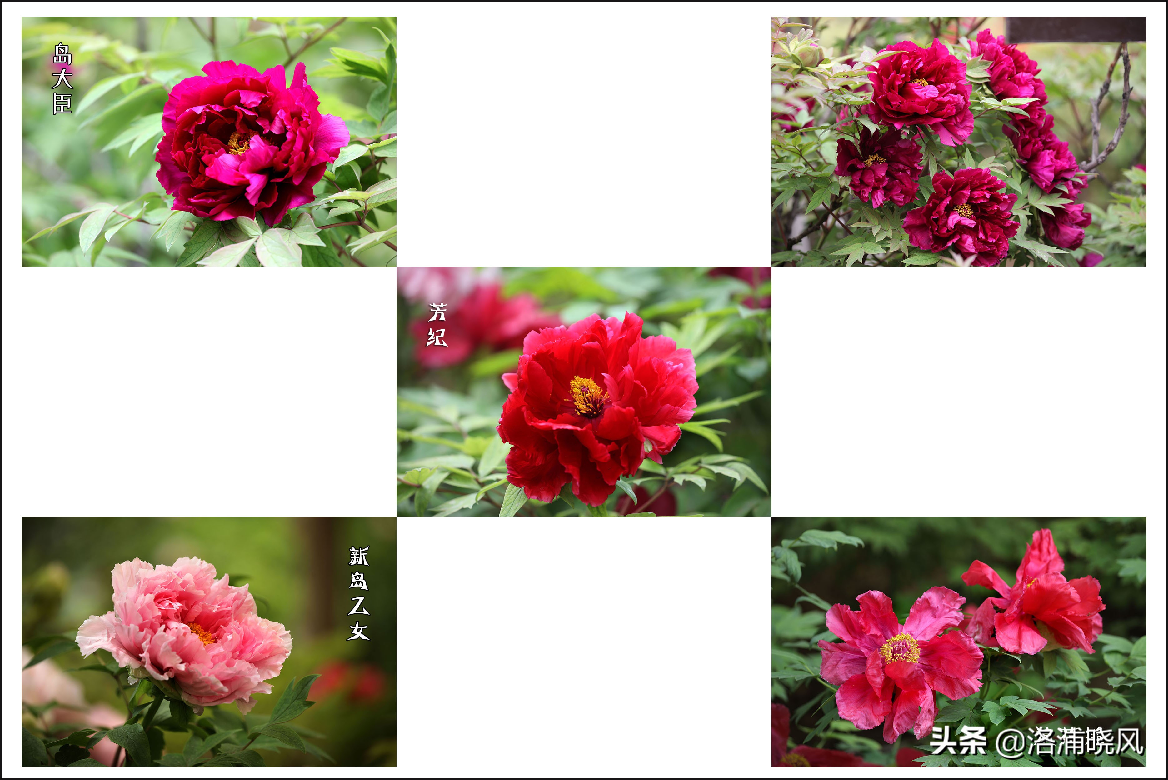 牡丹的名贵品种黑牡丹和绿牡丹,牡丹的稀有品种绿牡丹和黑牡丹