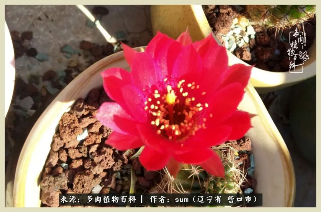 养多肉是一个很治愈的过程,养多肉是一种爱