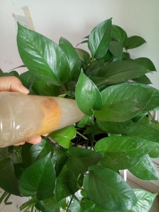 大米水浇花的正确方法,米水浇植物好吗