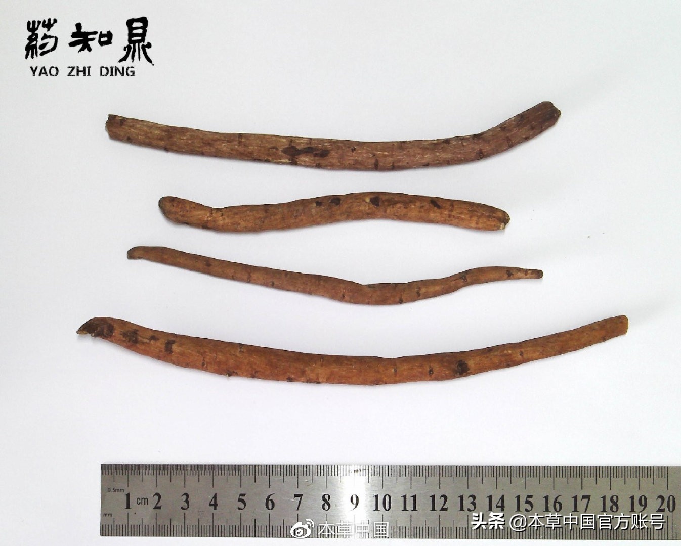 【本草百科·药知鼎——白芍】朵腴花硕，不止于美丽的外表