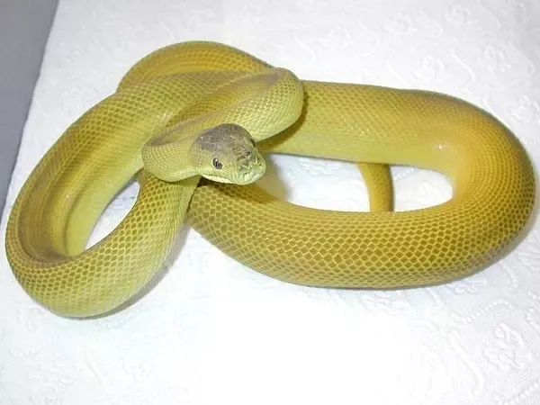 来自树梢上的艳丽-地毯蟒