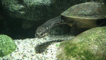 龟龟长大了,我滴个龟龟是什么意思