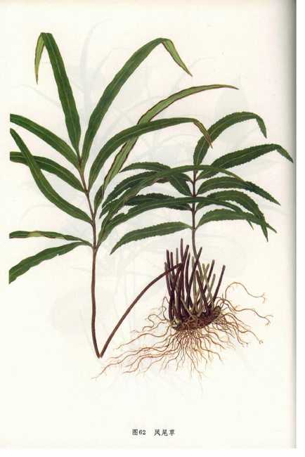 井栏边草别称凤尾蕨,凤尾蕨是多年生植物吗