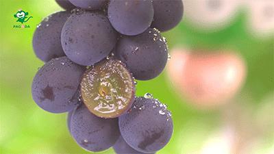 巨峰葡萄在中国的历史,巨峰葡萄谁引进