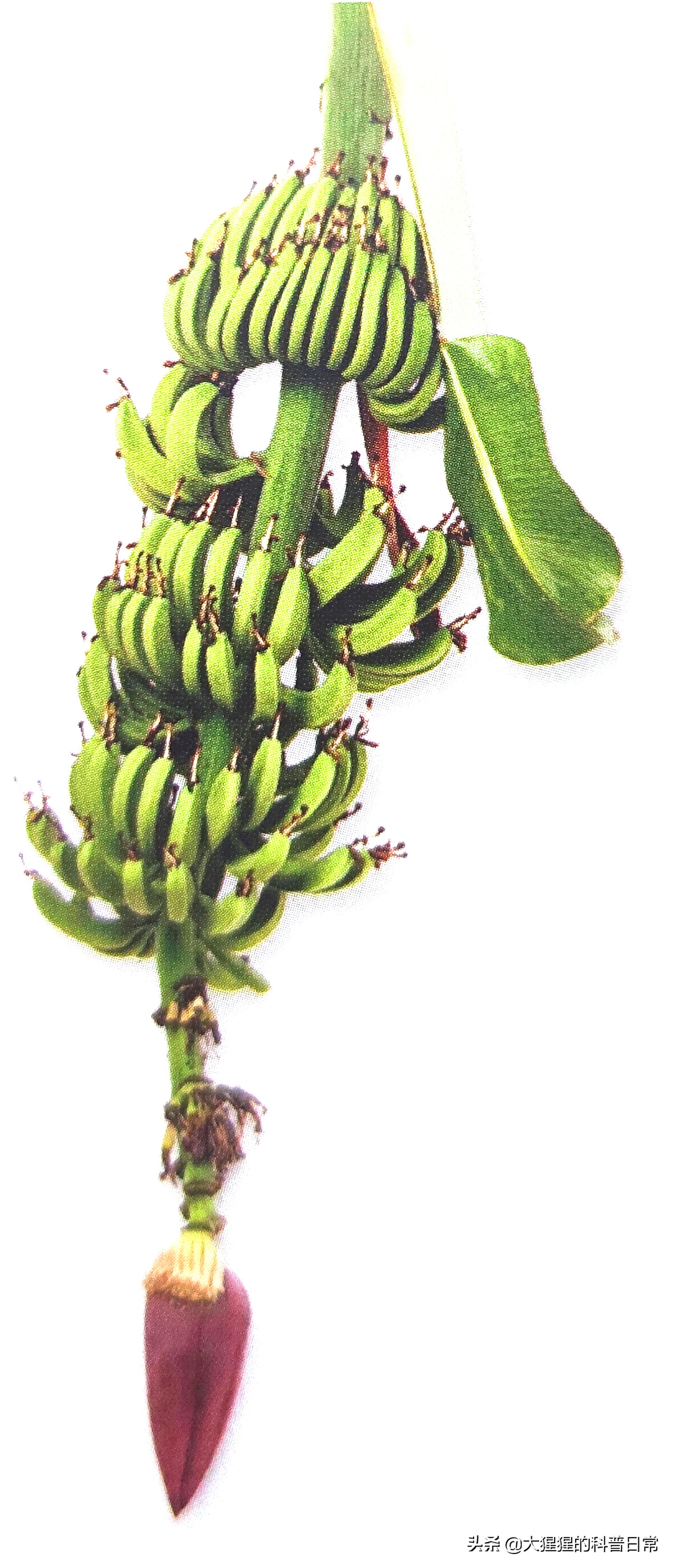 单子叶植物双子叶植物的简图,单子叶植物叶脉是什么