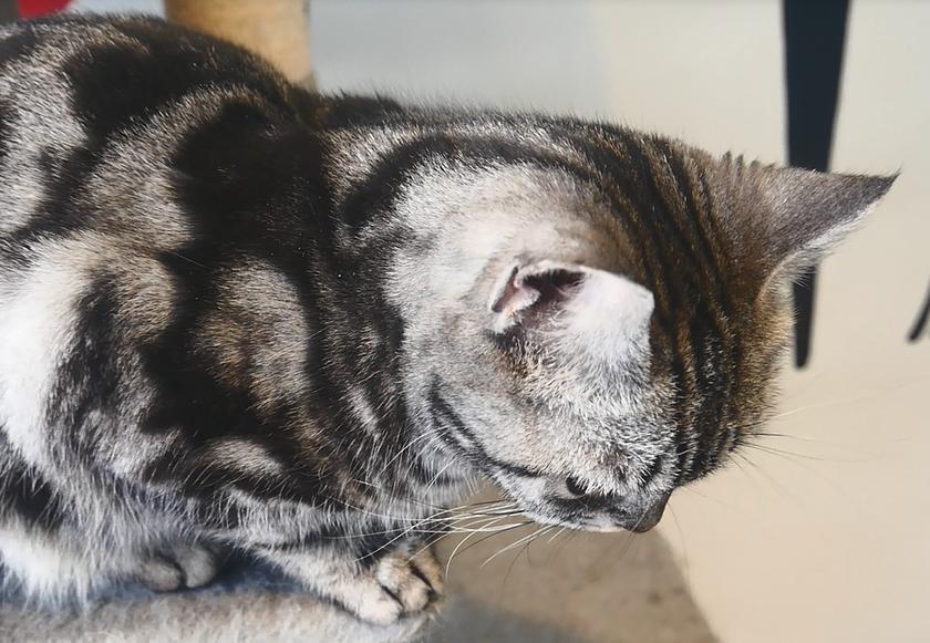 英短猫怕人怎么办,短毛猫刚到新家应该怎么办