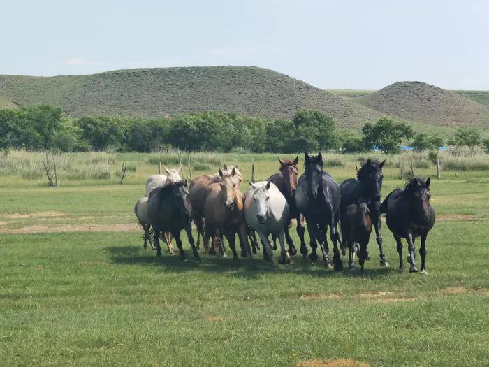 锡林郭勒草原冬天骑马,锡林郭勒盟大草原骑马