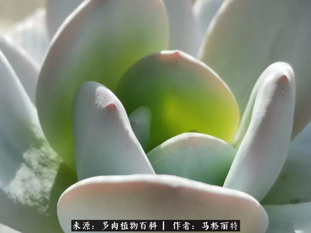 北方阳台多肉怎么过冬,北方阳台多肉