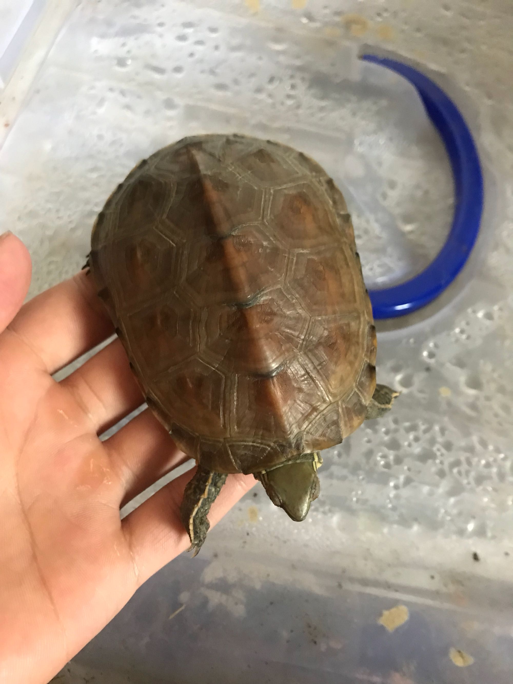 深水养龟溺水症状,乌龟溺水急救案例养龟必看