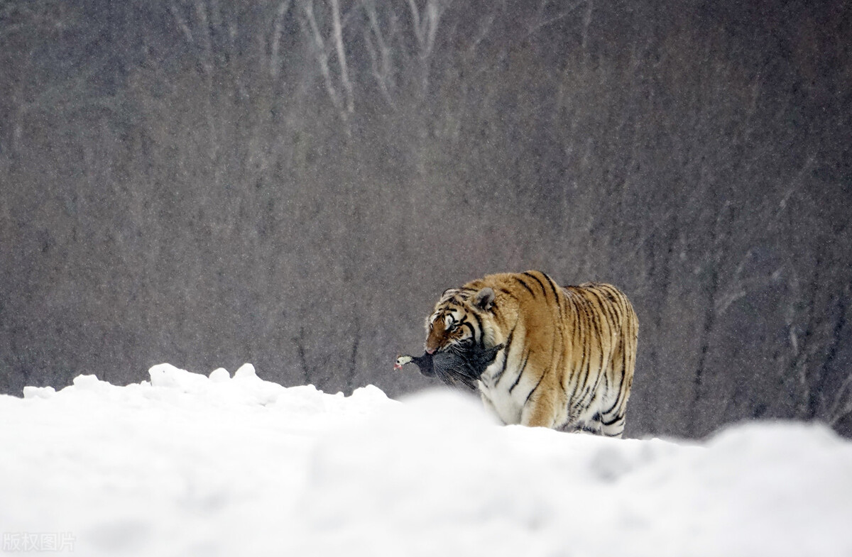 东北极端暴雪中东北虎会受灾吗,东北气温会冻死东北虎吗