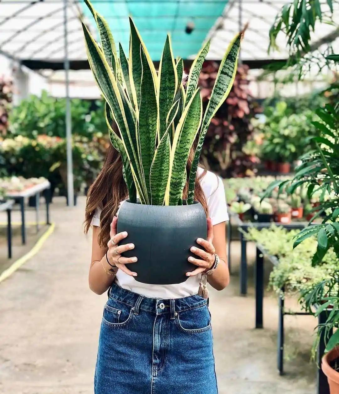 新房防甲醛的植物,新房防甲醛买什么植物