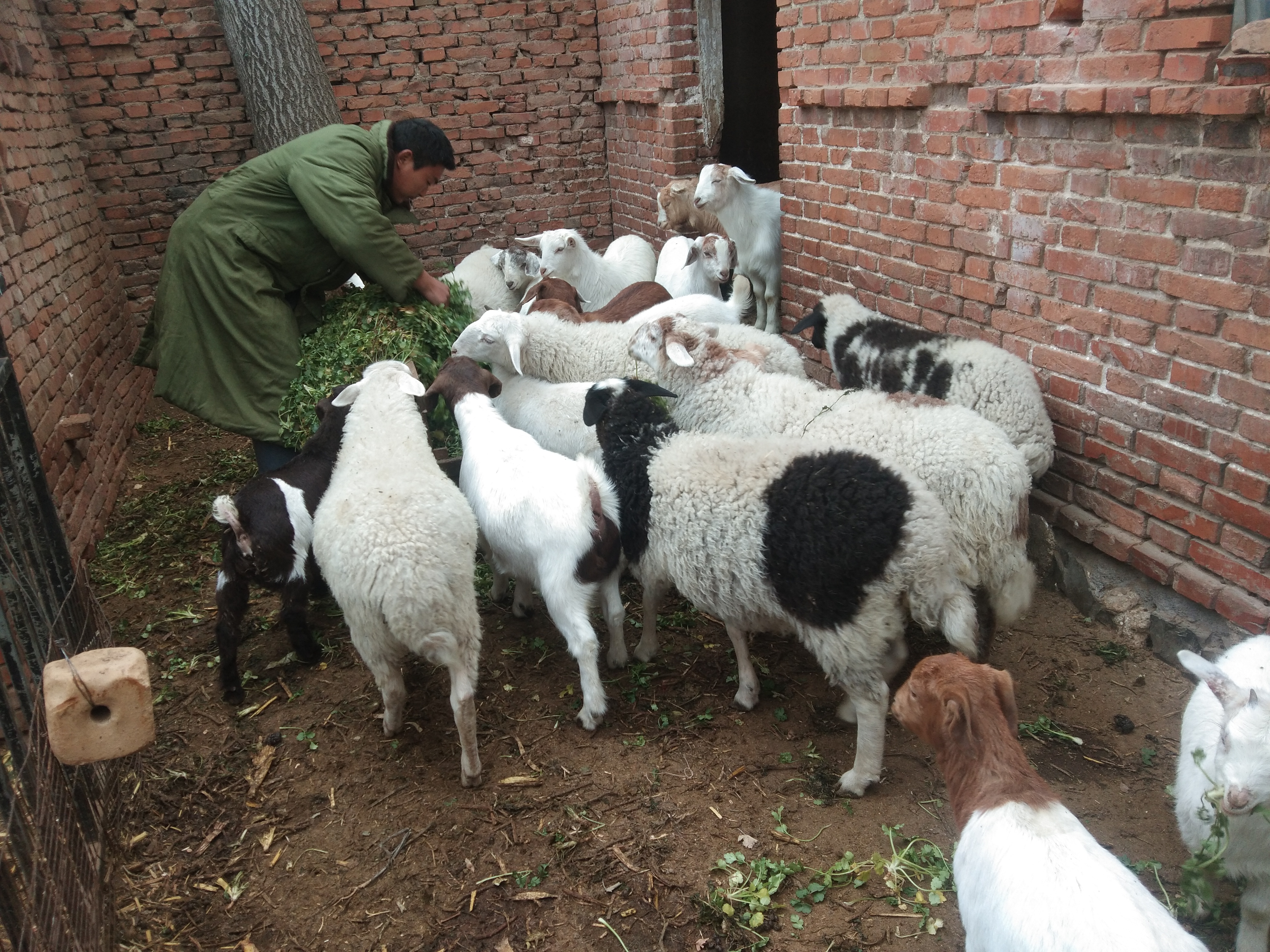 圈养和放养的感悟,圈养宠物的感悟