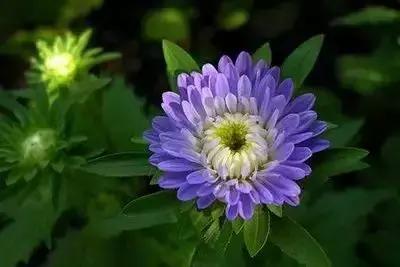 100种花的英文和花语是什么,100种花的花语以及送花礼仪分享