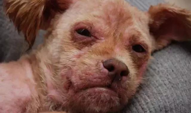 宠物皮肤病特效药有哪些,宠物常见的皮肤病药