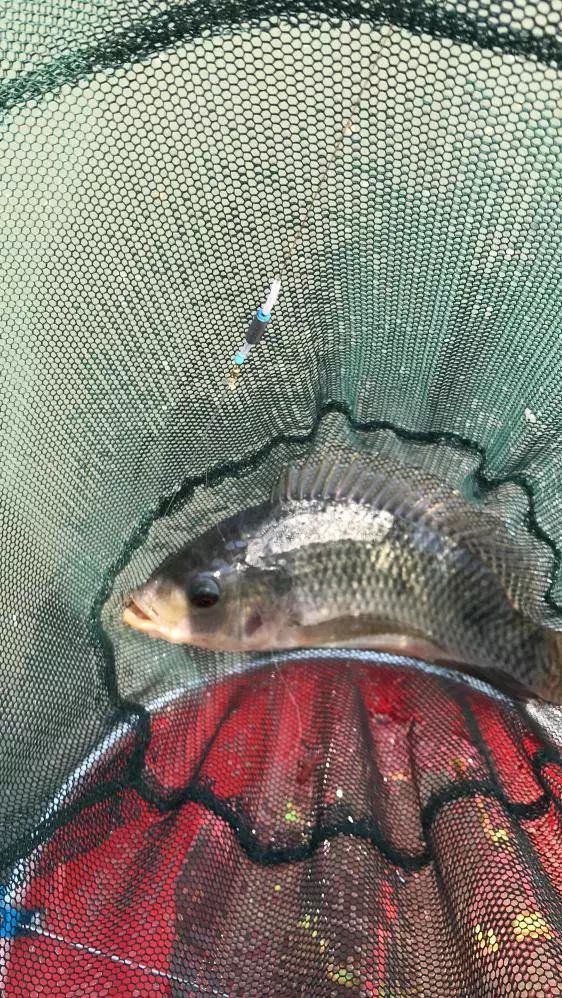 友人相约-本汀七迦爽爆竿