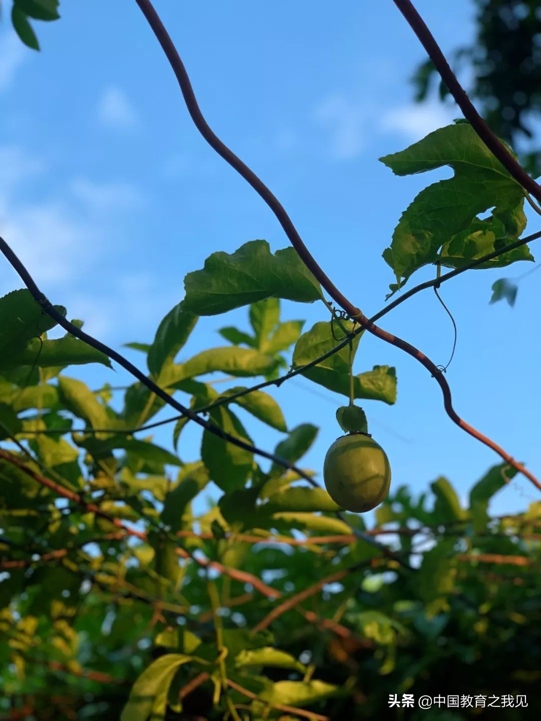叶南渔村葡萄园,叶南渔村