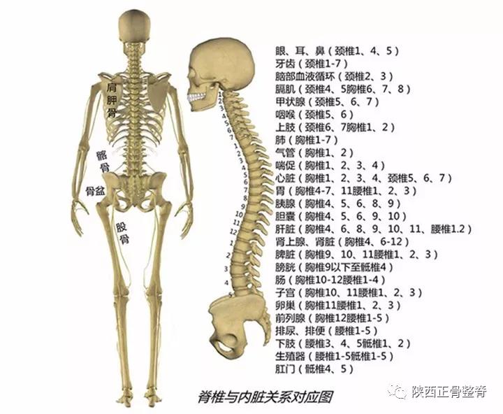 中医经络脊柱推拿疗法图解百度云,脊柱与经络与五脏六腑的关系
