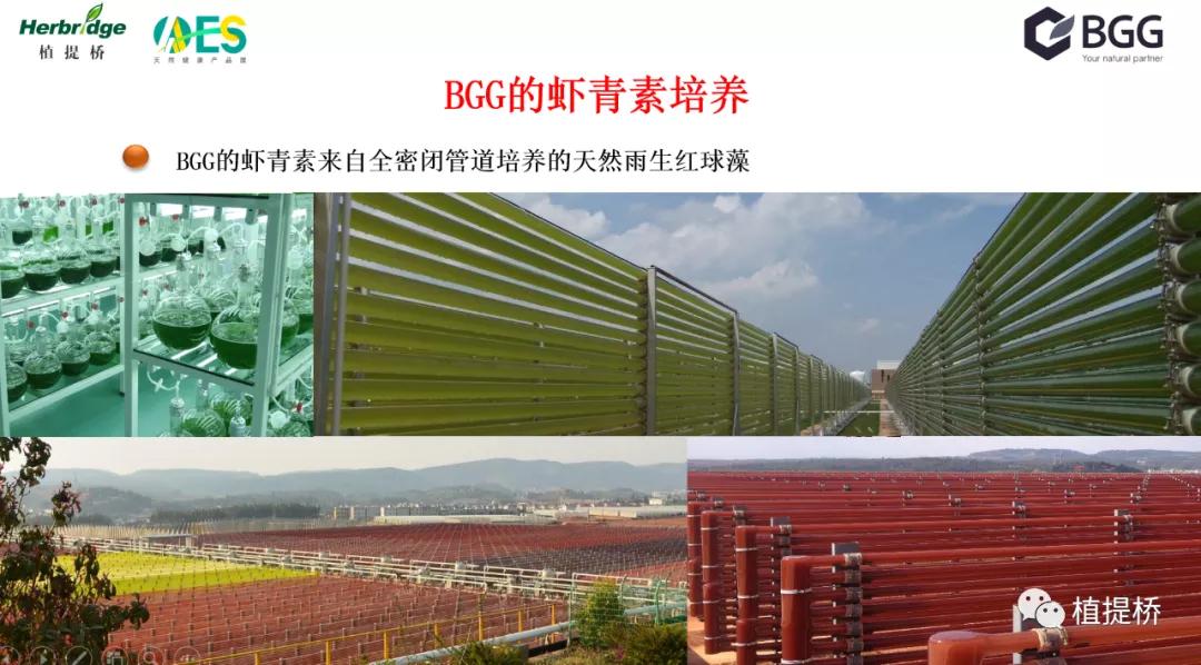 万字长文解读2021年功能原料创新｜AAES2021创新路演专场（二）