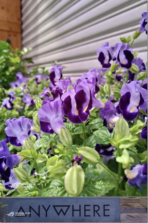 你想要的统统都给你全文免费,华硕rogphone6dultimate拆机