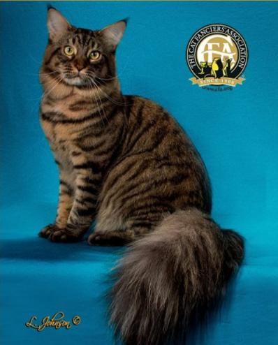 温柔的巨人猫视频,温柔的巨人布偶猫