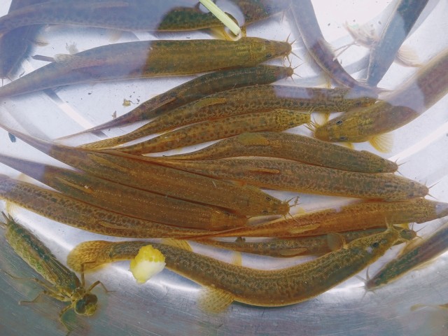 我和妈妈捉泥鳅,我和爸爸去捉泥鳅作文