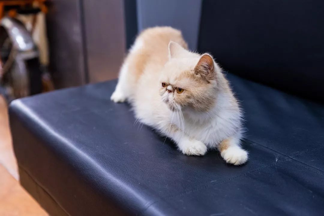 吹爆汕头这家「宠物精灵聚集地」美容、洗剪吹、零食,一应俱全…