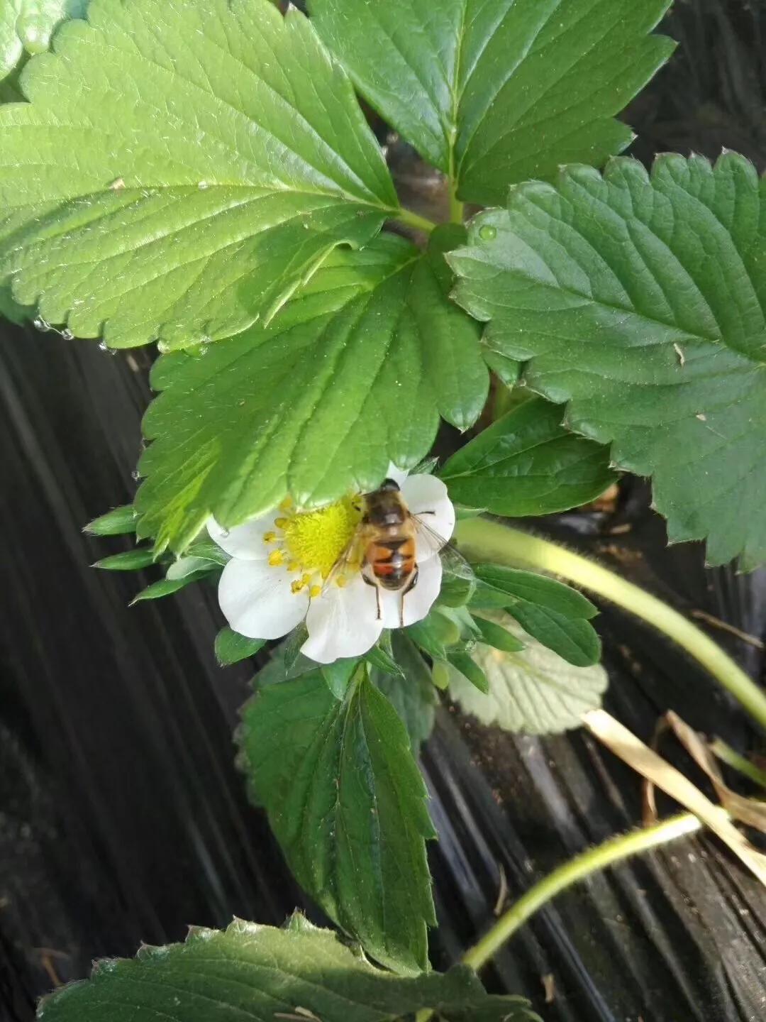 丹东99草莓直播,丹东99草莓罐头