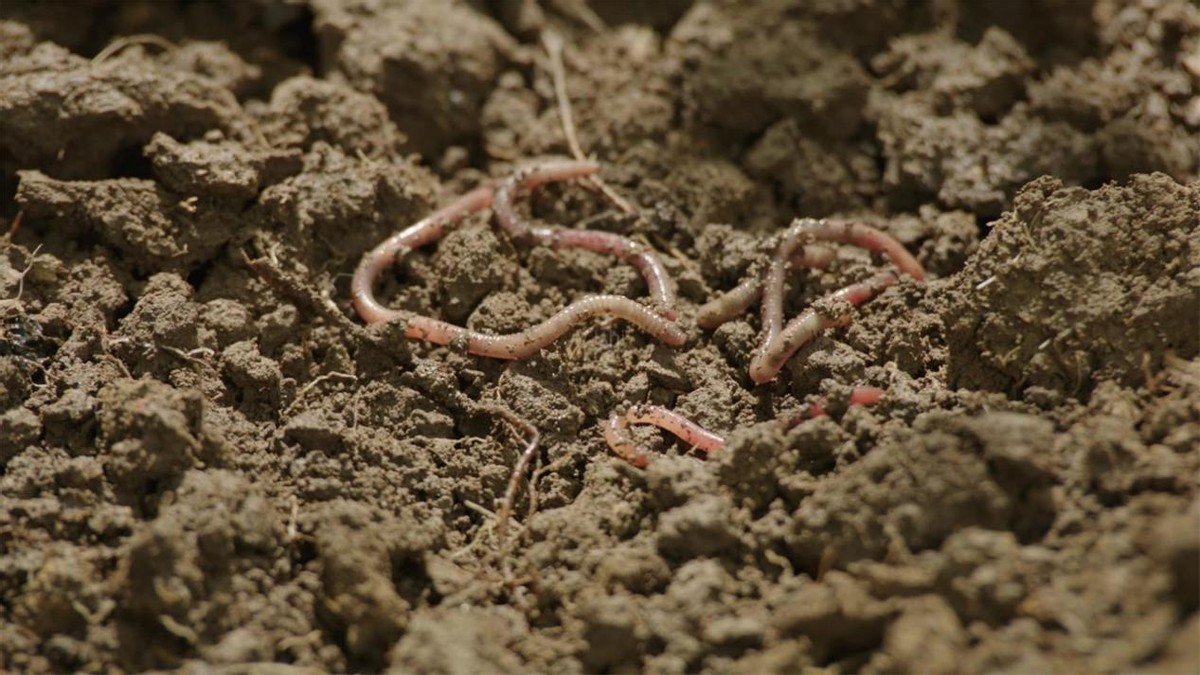 在农村电蚯蚓一天能赚多少钱,电蚯蚓一年能挣多少钱