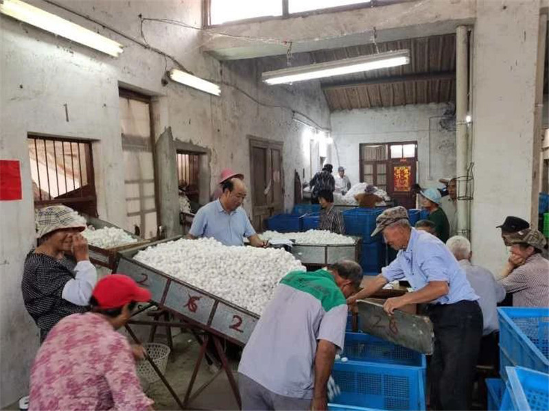 鑫缘集团保护价收茧，海安蚕农超预期受益