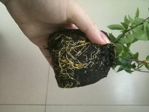 养茉莉怎么修剪,香水茉莉花的养殖方法和修剪方法