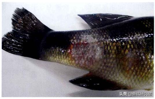 草鱼赤皮病发生与防治措施,草鱼赤皮病有传染吗