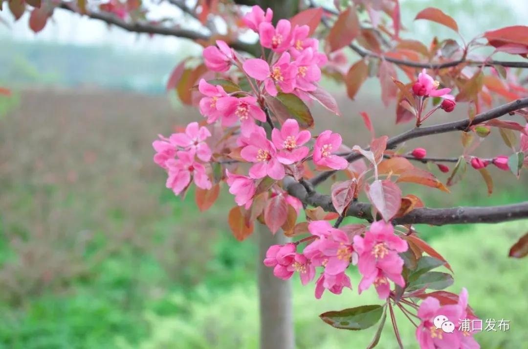 浦口花,南京看花的地方浦口
