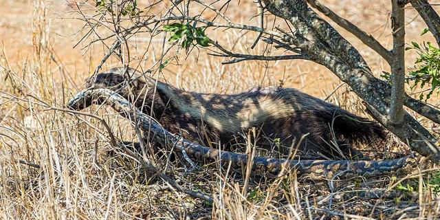 非洲岩蟒是平头哥天敌?平头哥怒啃岩蟒,展示“非洲一哥”的实力