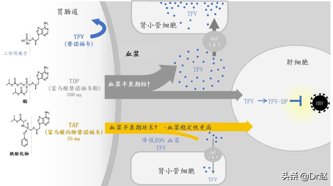 2023年乙肝药韦立得会降价吗,韦立得之后更强的乙肝药