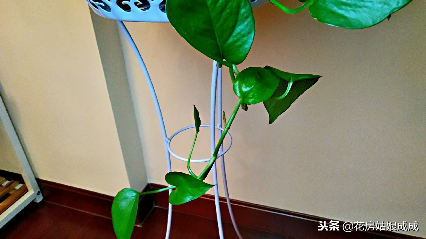 绿萝长得很松散怎么办,绿萝稀稀拉拉还发黄用什么药