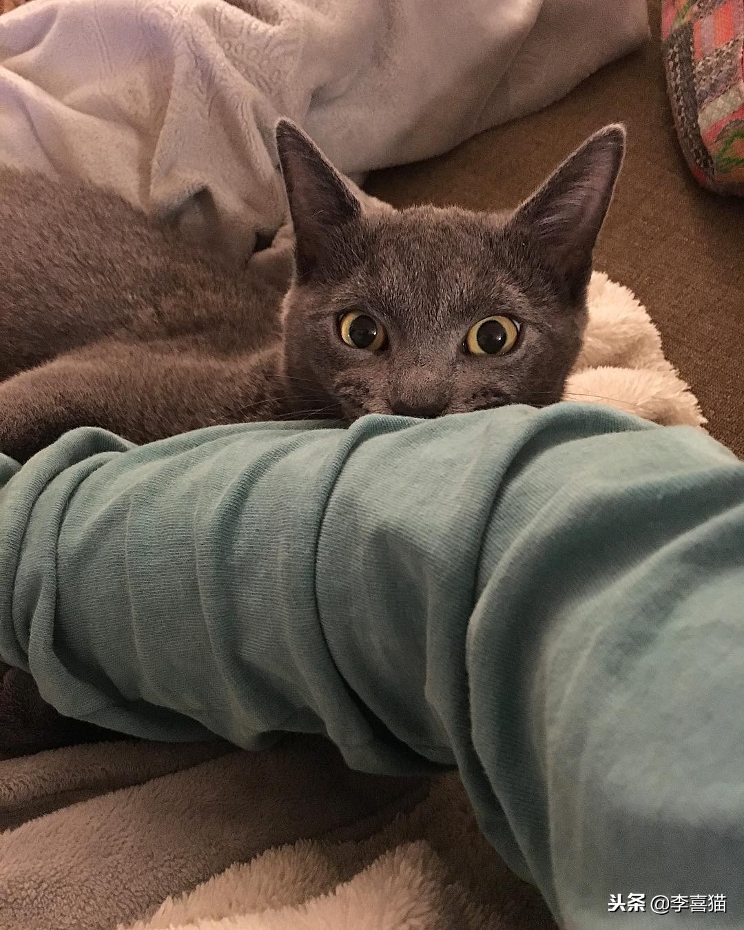 进口猫粮比国产猫粮好吗,进口猫粮和国产猫粮哪个好