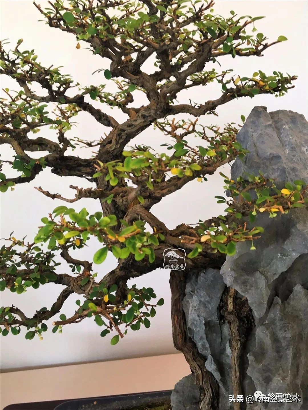 杂木盆景也毫不逊色,杂木盆景值钱吗