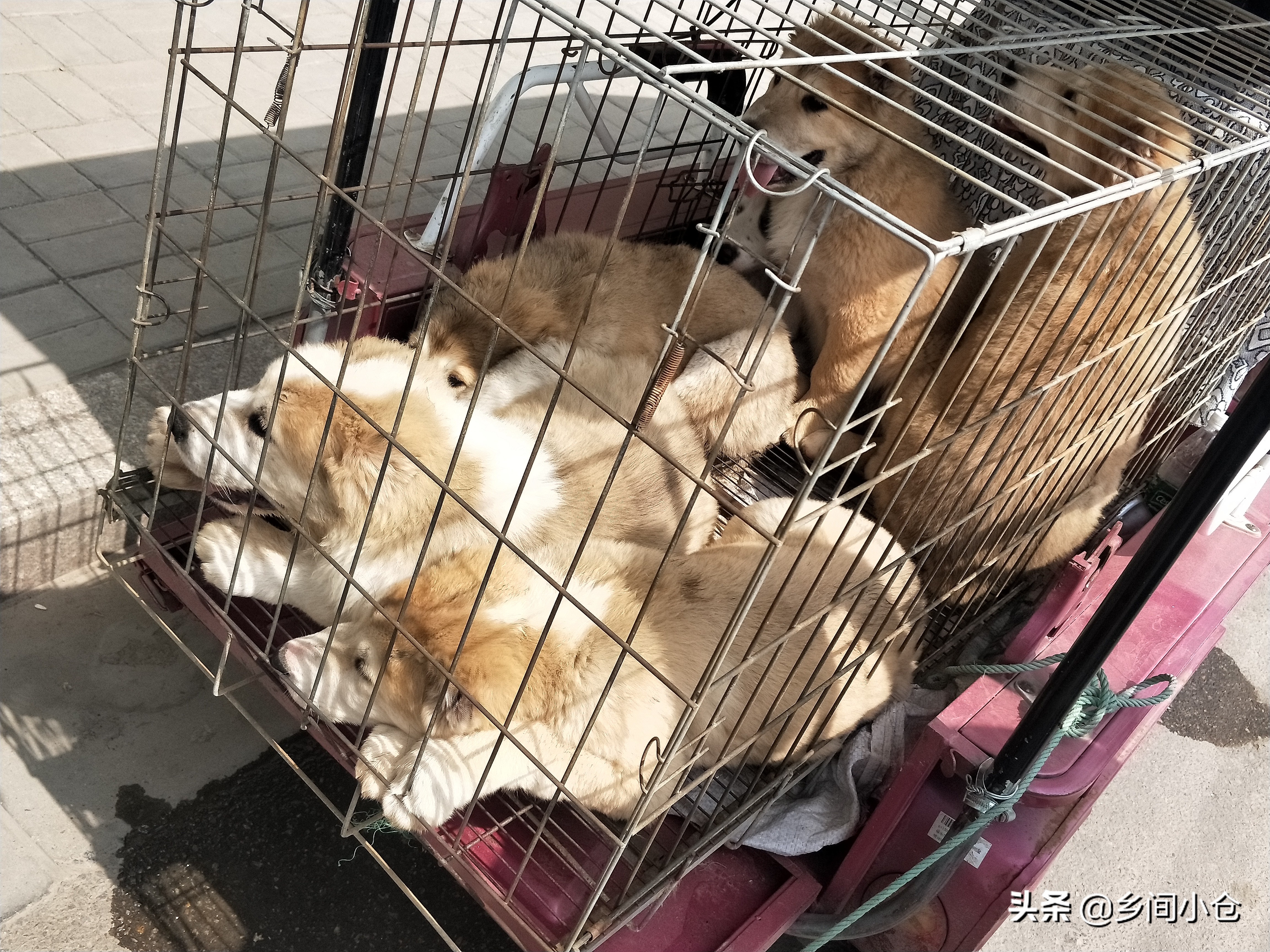 小妹子逛狗市遇到没见过的品种,大型狗市都有什么品种