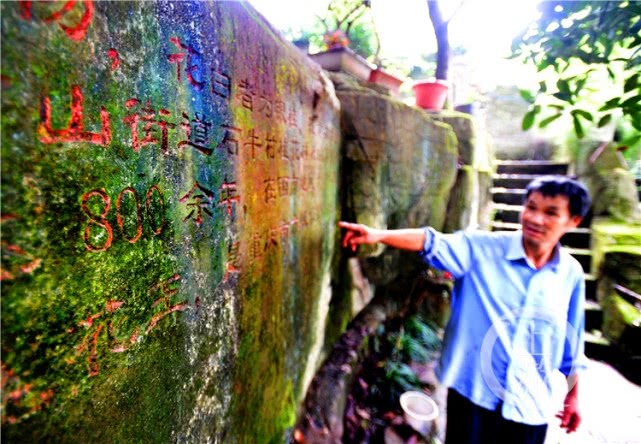 揭秘重庆神奇500年“枫树王”800年“夫妻”桂花树王